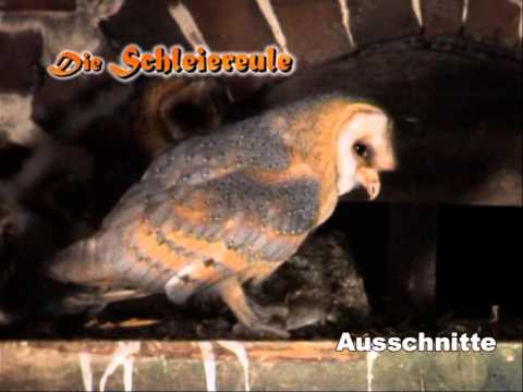 Youtube: Die Schleiereule