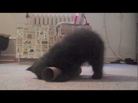 Youtube: Cat Yoga