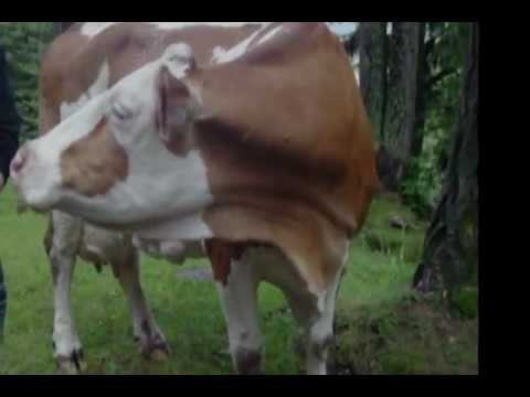 Youtube: Aggressive Cow Attack