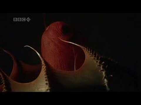 Youtube: Vampyroteuthis "vampire squid from hell" - Planet Earth