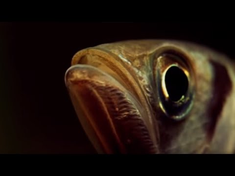 Youtube: A Fish that Shoots it's Prey? | Weird Nature | BBC Earth