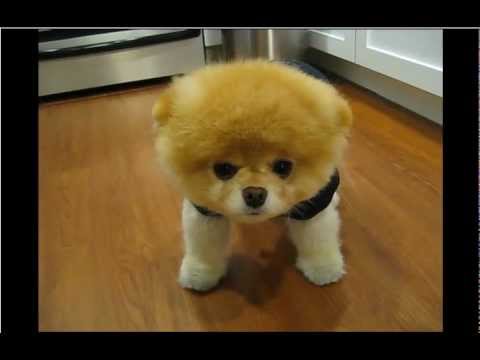 Youtube: Boo - The Cutest Dog in the World - So Smart!
