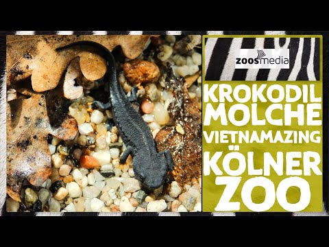 Youtube: Kölner Zoo: VIETNAMAZING & Amphibien | zoos.media