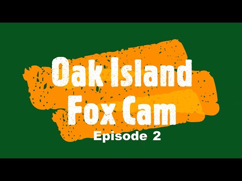 Youtube: Oak Island Fox Cam -  Episode 2