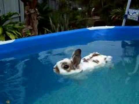 Youtube: Baxter Relaxes in pool