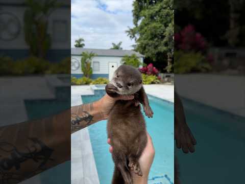 Youtube: Lola learns to swim for the first time🥹