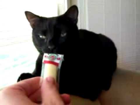Youtube: Katze Kotzt bei Käsegeruch.flv