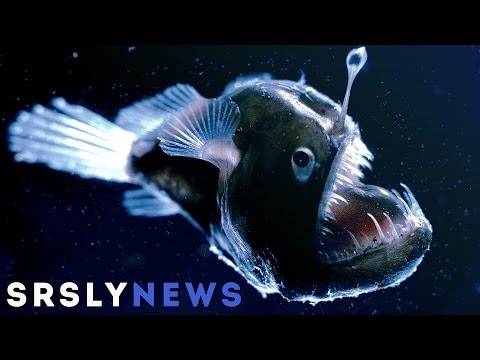 Youtube: 5 echte "Monster" aus der Tiefsee