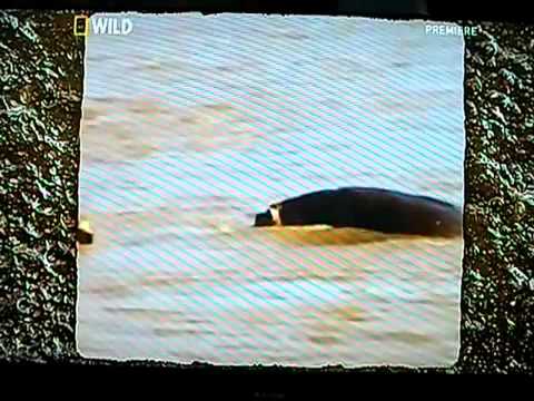 Youtube: Hippo Saves A Baby Zebra