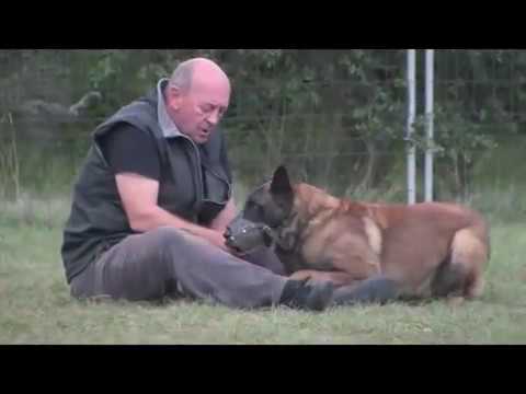 Youtube: Agressivité Berger Malinois