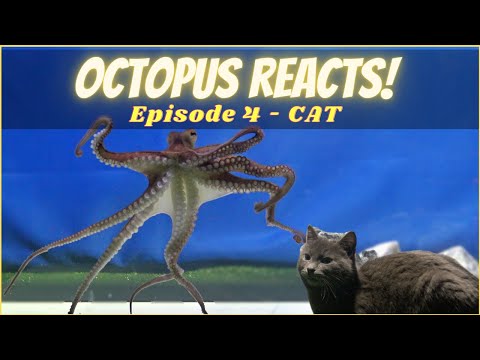 Youtube: Octopus Reacts to Cat - Episode 4