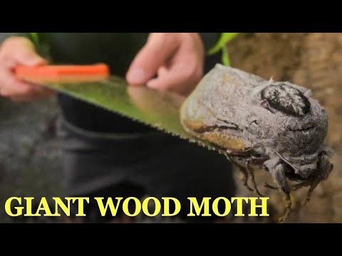 Youtube: Giant Wood Moth Found And 'Very Heavy' Insect Cant Even Fly
