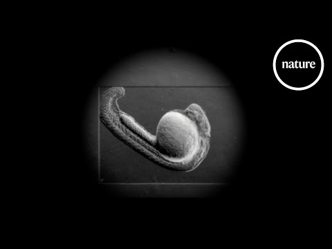 Youtube: The very first beat: How a heart starts to pulse