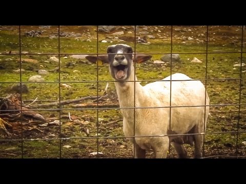 Youtube: The Screaming Sheep (Original Upload)
