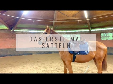 Youtube: Erstes Mal Sattel für meinen Hengst