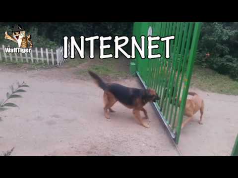 Youtube: DogFight Internet VS Reality