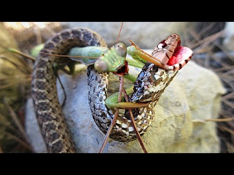 Youtube: This Is Why Snakes Are Afraid of Mantises