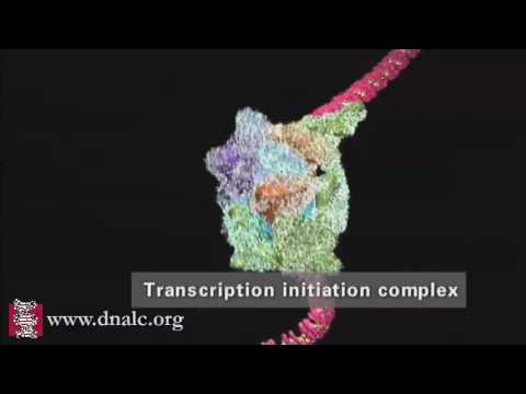 Youtube: DNA Transcription (Advanced)
