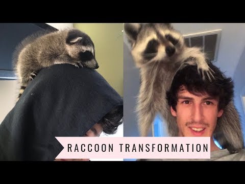 Youtube: Raccoon Transformation from Baby to Adult: 1 year update