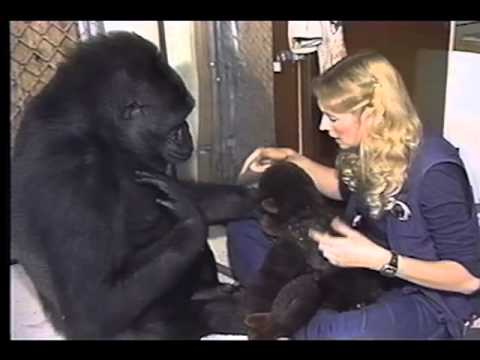 Youtube: A Conversation With Koko