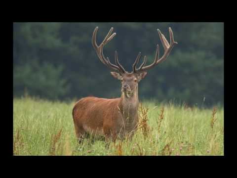 Youtube: Die Waldandacht - Der Montanara Chor