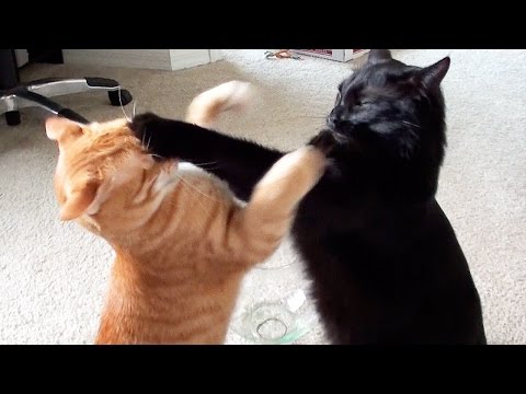 Youtube: EPIC Cat Fight Compilation! - Cole and Marmalade