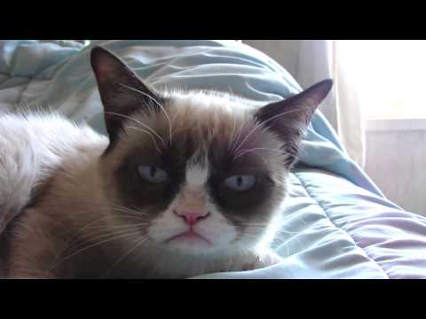 Youtube: Sleepy Grumpy Cat!