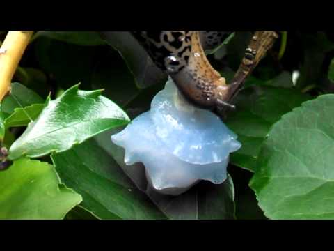 Youtube: Leopard Slugs mating