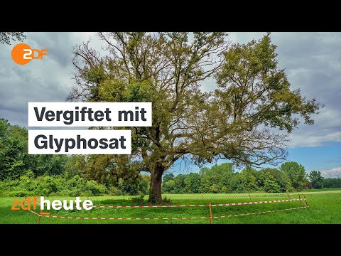 Youtube: Umweltangriffe Deutschlandweit: Wie Bäume vergiftet werden | Länderspiegel