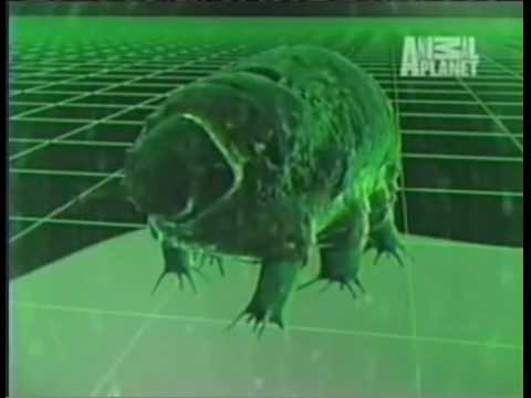 Youtube: The water bear (tardigrade), the most extreme animal on our planet