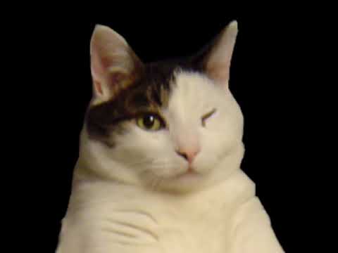 Youtube: The Kitty Cat Dance