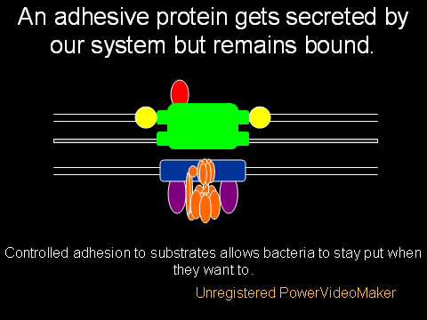 Youtube: The Evolution of the Flagellum