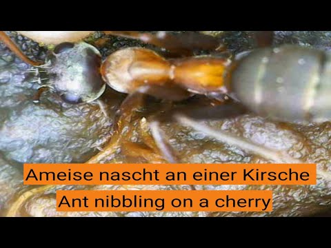 Youtube: Ameise nascht an einer Kirsche (ohne Ton)