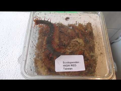Youtube: Neuzugang  Scolopendra subspinipes High Red "Tyson "
