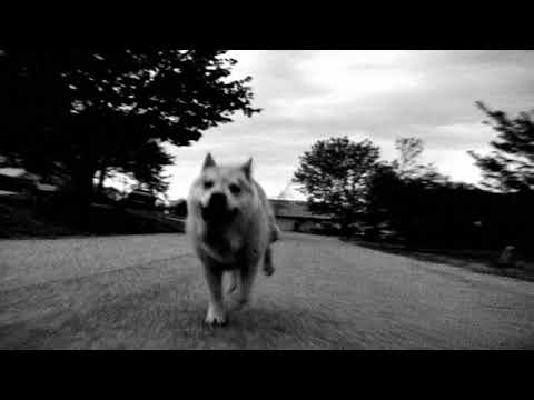 Youtube: "The Tale of Pupperoo" - An Original Silent Video for "Where Is My Mind?" by the Pixies