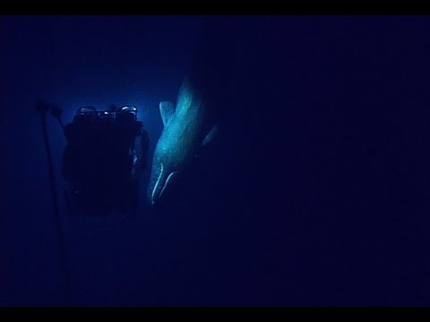 Youtube: Rare Sperm Whale Encounter with ROV | Nautilus Live