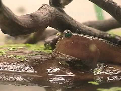 Youtube: Schlammspringer Glubschi im Terrarium, mudskipper