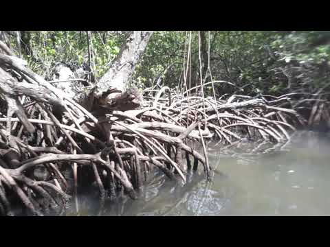 Youtube: Bootsfahrt durch die Mangroven