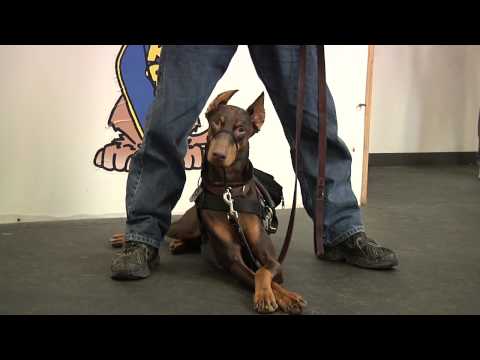 Youtube: Wounded Warriors, Healing Hounds