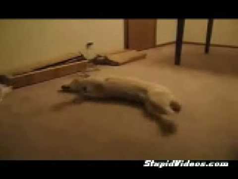 Youtube: Bizkit - Der Schlafwandelnde Hund