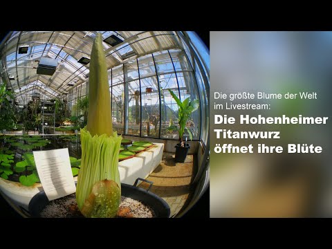 Youtube: LIVESTREAM: Die Hohenheimer Titanenwurz öffnet ihre Blüte