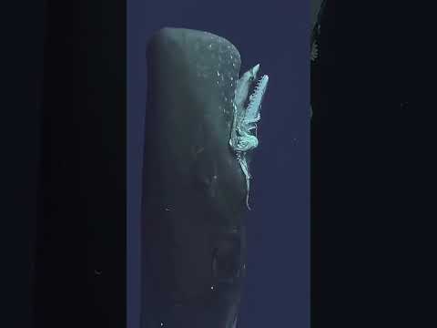 Youtube: Epic Moment: Sperm Whale Surfaces with Giant Squid!