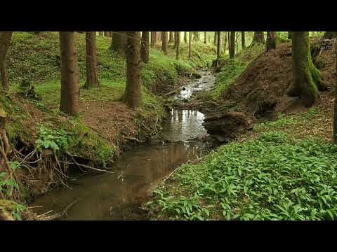 Youtube: Bach im Wald - Standbild