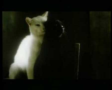 Youtube: Schwarze Katze, Weisser Kater Trailer