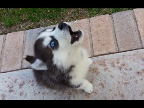 Youtube: Puppies Learning to Howl