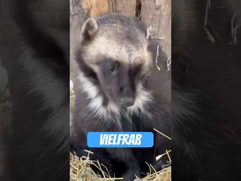Youtube: Vielfraß: Das aggressive Naturmonster mit Marderoptik