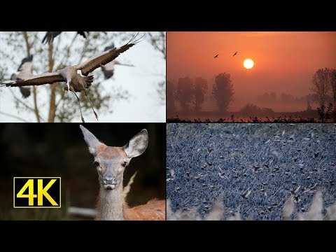 Youtube: Herbstzauber im Jahr 2018 (autumn magic in 2018) 4K