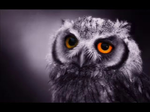 Youtube: The Night Owls  (Little River Band)