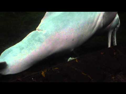 Youtube: Delfin penetriert toten Fisch