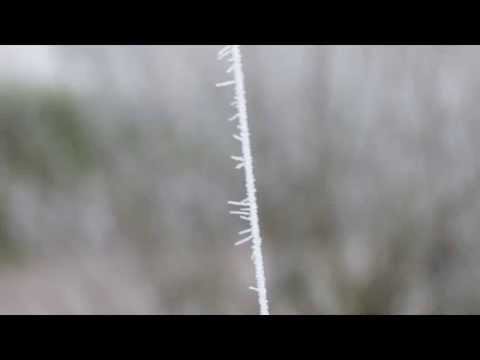 Youtube: Schnee an Spinnweben wie Stacheldraht, Jan. 2015